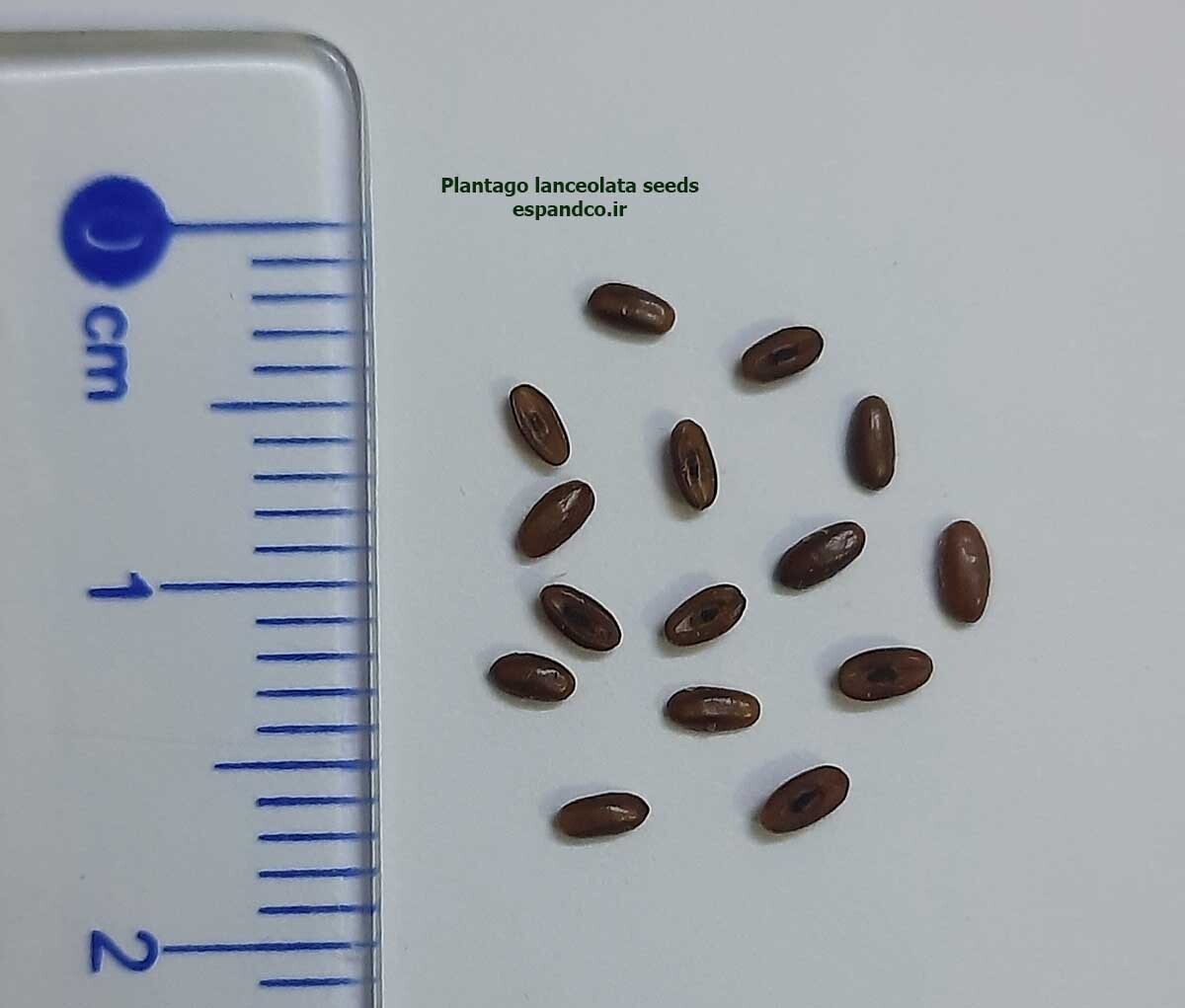  Plantago lanceolata seeds 